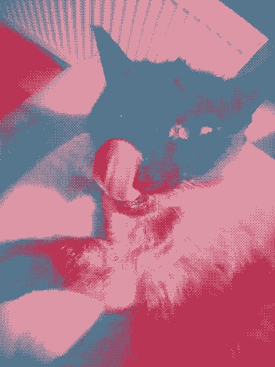 ,y cat pummi!